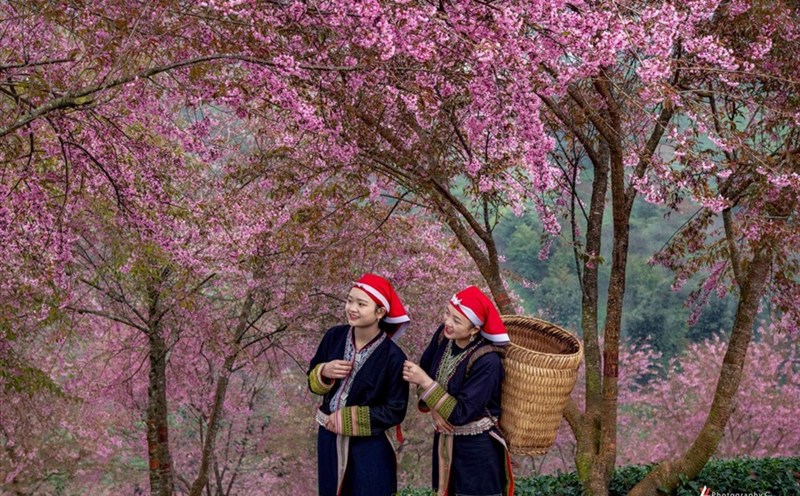 Du khách không nên bỏ lỡ một mùa anh đào đẹp như tranh vẽ ở Sa Pa trong tháng 12. Ảnh: Hà