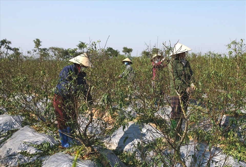 Người dân "thủ phủ" đào quất xuống đồng chuẩn bị vụ Tết. Ảnh: Quách Du. Người dân "thủ phủ" đào quất xuống đồng chuẩn bị vụ Tết. Ảnh: Quách Du.