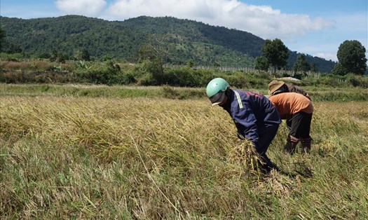 Người dân xã Nam Yang gặt lúa giúp người dân xã Hà Bầu. Ảnh T.T