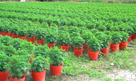 Vụ hoa tết năm nay mang đến thu nhập cao cho người trồng vườn tại huyện Châu Thành (Kiên Giang). Ảnh: PV