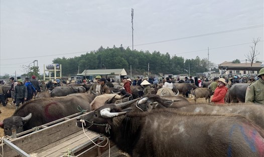 Hàng nghìn con trâu tại chợ Ú (xã Đại Sơn-Đô Lương-Nghệ An), chợ trâu bò lớn nhất Bắc miền Trung. Ảnh: Hải Đăng