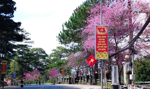 Hoa anh đào nhuộm hồng phố Trần Hưng Đạo thành phố Đà Lạt. ảnh Báo Lâm Đồng