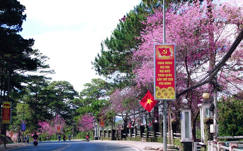 Hoa anh đào nhuộm hồng phố Trần Hưng Đạo thành phố Đà Lạt. ảnh Báo Lâm Đồng