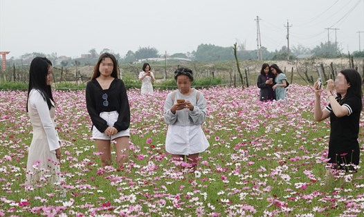 Giới trẻ tạo dáng chụp ảnh giữa vườn hoa Sao Nhái ở Thạch Khê. Ảnh: Trần Tuấn