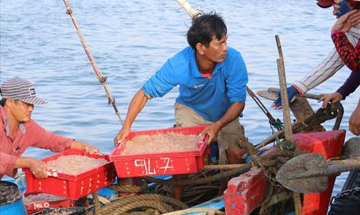 Những chuyến biển đầu tiên trong năm mới của ngư dân Khánh Hòa đa số là ruốc biển. Ảnh: Phương Linh