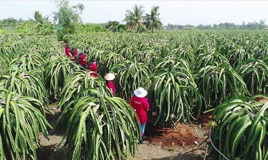Trái cây của Việt Nam vẫn có nhiều tiềm năng xuất khẩu trong năm 2021, dù dịch COVID-19 diễn biến phức tạp. Ảnh: Hồng Nhung