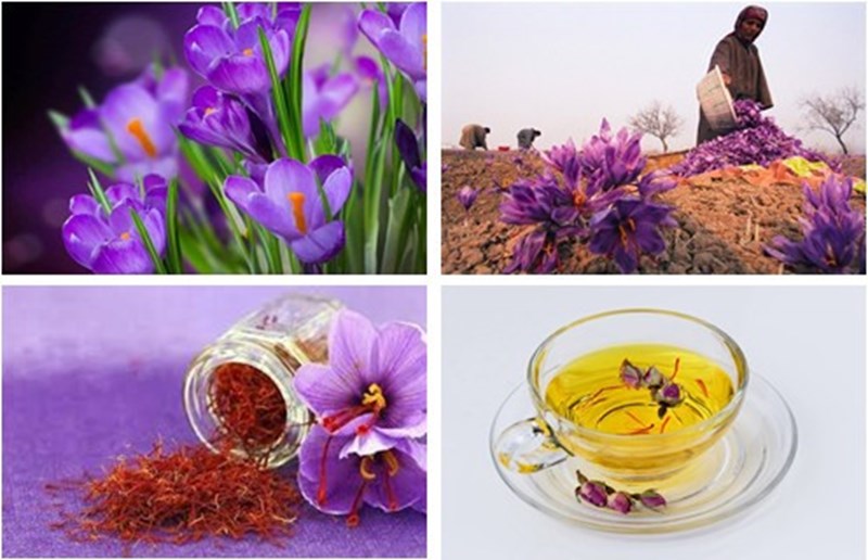Lợi ích của saffron cho người huyết áp thấp và cách sử dụng