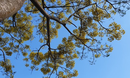 Phượng vàng khoe sắc trong mắng mùa xuân ở Bảo Lộc. Ảnh BLĐ