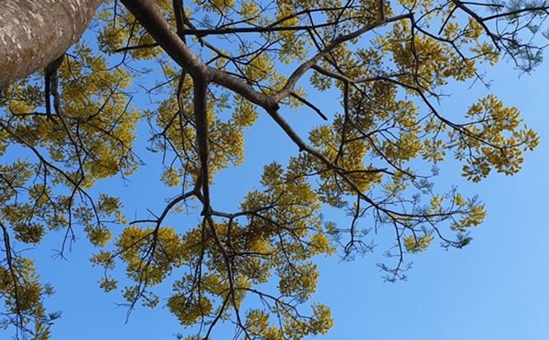 Phượng vàng khoe sắc trong mắng mùa xuân ở Bảo Lộc. Ảnh BLĐ