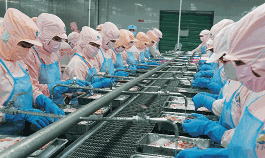 Hoa Kỳ thông báo không áp thuế chống bán phá giá với sản phẩm tôm xuất khẩu của Công ty Cổ phần Tập đoàn Thủy sản Minh Phú. Ảnh: Tạp chí Thuỷ sản