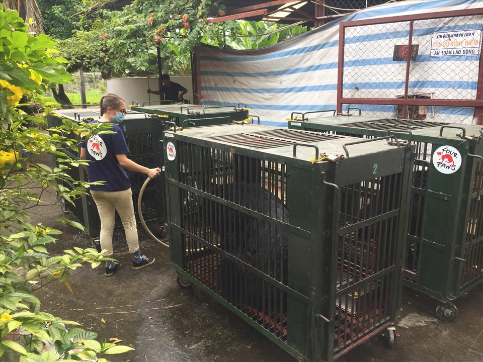 Ngày 13.10.2020, 7 cá thể gấu tại tỉnh Bình Dương đã được 2 người chủ đồng ý chuyển giao tới Cơ sở Bảo tồn gấu Ninh Bình. Ảnh: ENV