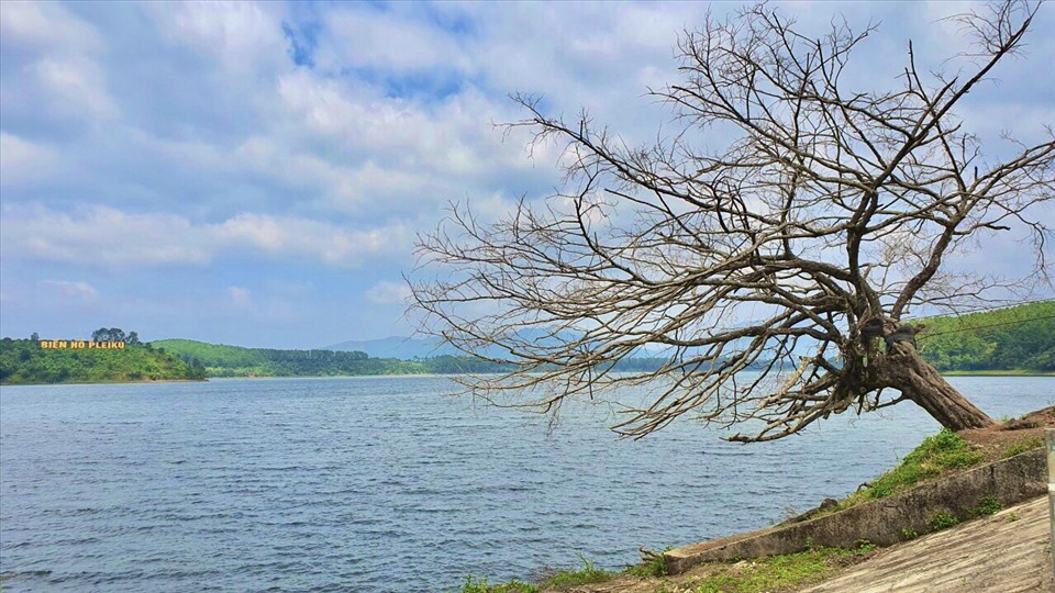 Cây cô đơn nghiêng nghiêng bên Biển Hồ Pleiku là điểm chụp ảnh tuyệt vời cho các du khách đến tham quan. Ảnh TA