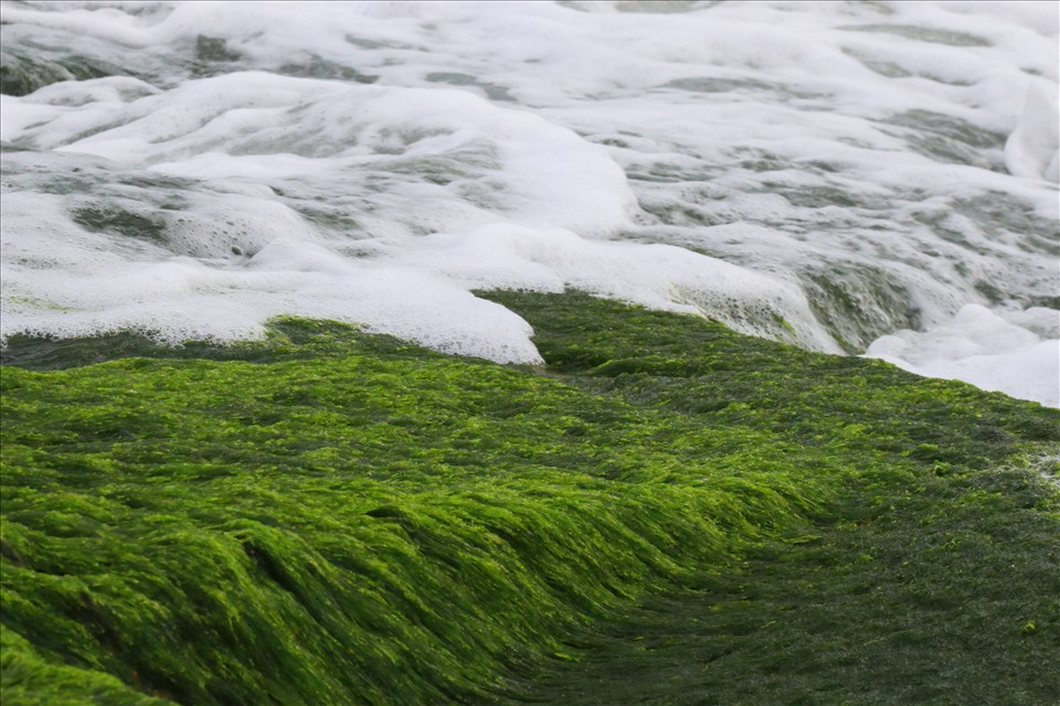 Những thảm rêu xanh bên bờ biển Nha Trang đang là điểm check-in của rất nhiều người dân và du khách. Ảnh: Phương Linh