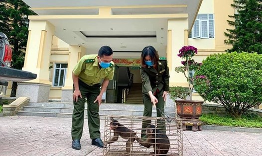 Cán bộ Vườn Quốc gia Vũ Quang tiếp nhận 2 cá thể linh trưởng để thả về tự nhiên. Ảnh: TT.
