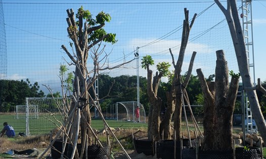 Sân vận động Cam Ranh thành nơi trồng cây cảnh. Ảnh: Nhiệt Băng