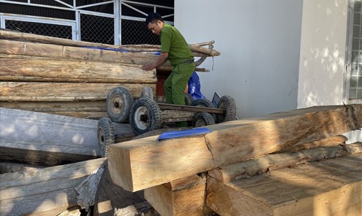 Lực lượng Công an huyện Krông Bông kiểm đếm số gỗ bị lâm tặc khai thác trái phép ở lâm phần thuộc Công ty TNHH MTV Lâm nghiệp Krông Bông dịp Tết Nguyên đán. Ảnh: T.X