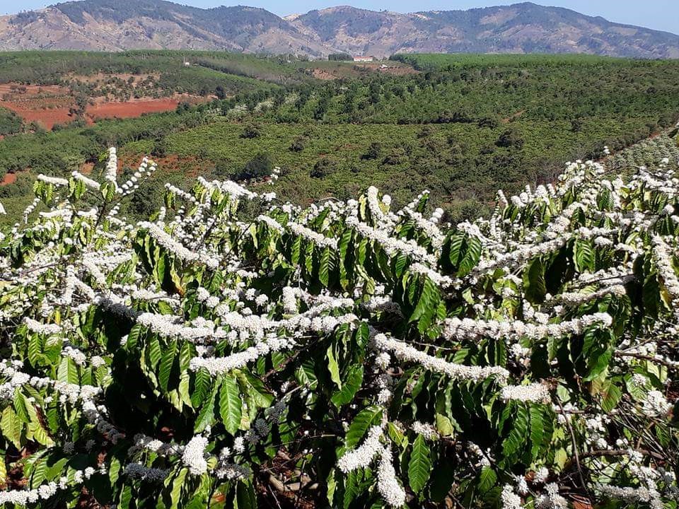 Chỉ còn vài ngày nữa, mảnh đất Gia Lai bước vào “Tháng 3 Tây Nguyên, mùa con ong đi lấy mật, mùa con voi xuống sông uống nước” như ca từ trong bài hát. Và những ngày này, hoa cà phê đang nở rộ, bông hoa trắng xóa trên nền xanh mênh mông của rẫy cà phê. Ảnh Trần Hồng