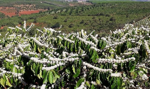 Chỉ còn vài ngày nữa, mảnh đất Gia Lai bước vào “Tháng 3 Tây Nguyên, mùa con ong đi lấy mật, mùa con voi xuống sông uống nước” như ca từ trong bài hát. Và những ngày này, hoa cà phê đang nở rộ, bông hoa trắng xóa trên nền xanh mênh mông của rẫy cà phê. Ảnh Trần Hồng