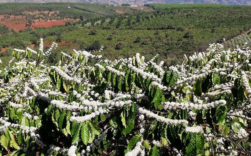 Chỉ còn vài ngày nữa, mảnh đất Gia Lai bước vào “Tháng 3 Tây Nguyên, mùa con ong đi lấy mật, mùa con voi xuống sông uống nước” như ca từ trong bài hát. Và những ngày này, hoa cà phê đang nở rộ, bông hoa trắng xóa trên nền xanh mênh mông của rẫy cà phê. Ảnh Trần Hồng