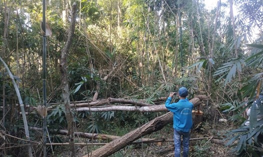 Hiện trường vụ phá rừng với quy mô lớn ở huyện Ea H'Leo trong dịp Tết Nguyên đán 2021. Ảnh: T.X