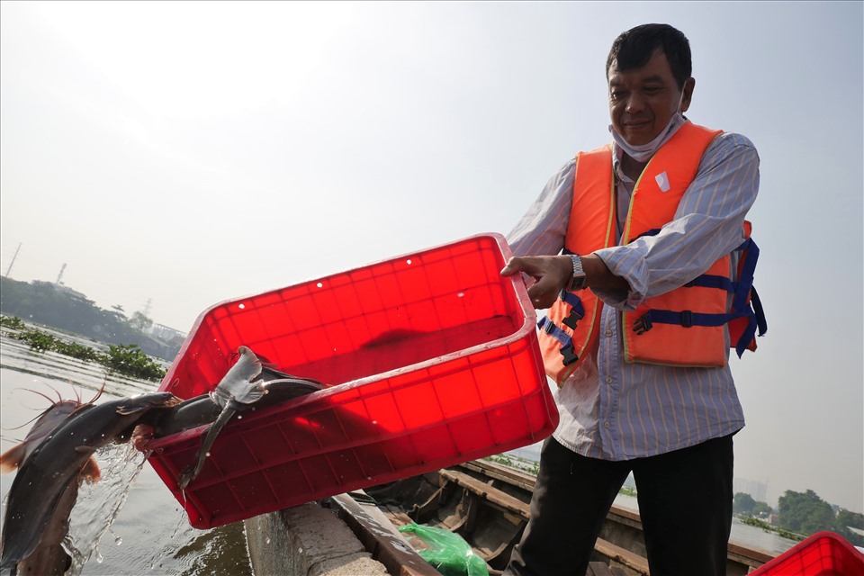 Phóng sinh cá xuống sông.