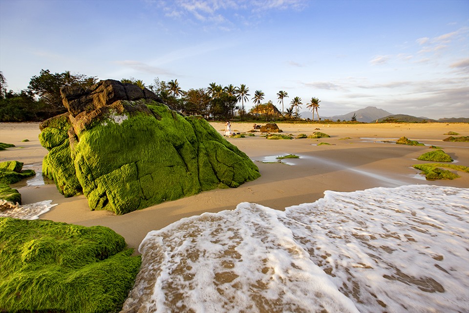 Đà Nẵng chào xuân với mùa rêu Nam Ô. Ảnh: Lê Tuấn