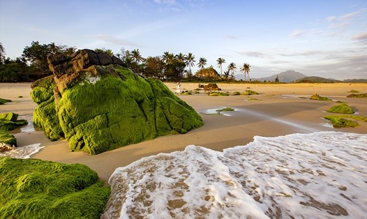 Đà Nẵng chào xuân với mùa rêu Nam Ô. Ảnh: Lê Tuấn