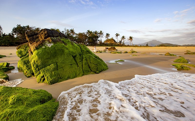 Đà Nẵng chào xuân với mùa rêu Nam Ô. Ảnh: Lê Tuấn