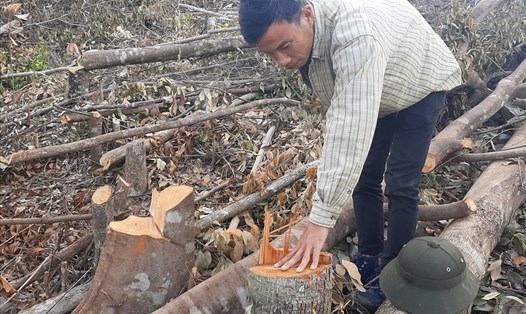 Rừng tái sinh ở xã Suối Tân, huyện Cam Lâm, tỉnh Khánh Hòa bị đốn hạ. 
Ảnh: Nhiệt Băng