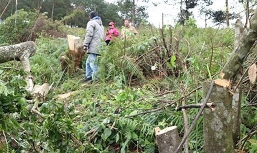 Một vụ phá rừng ở Lâm Đồng. Ảnh: K.L