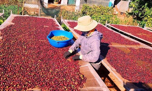 Dự báo xuất khẩu cà phê lạc quan trong năm 2021 vì sản lượng trên thế giới giảm. Ảnh: Vũ Long
