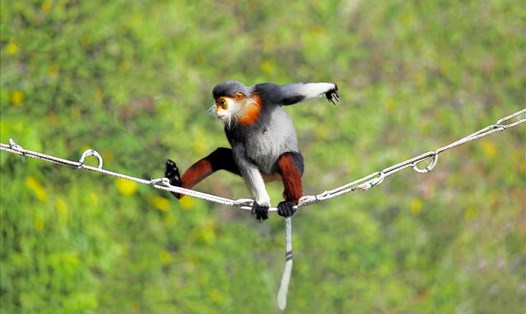 Ảnh: Vĩnh Quyền