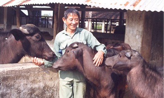 Những con trâu Murrah-Ấn Độ cùng Anh hùng lao động Hồ Giáo