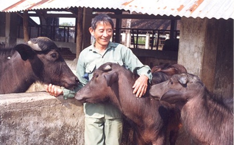 Những con trâu Murrah-Ấn Độ cùng Anh hùng lao động Hồ Giáo