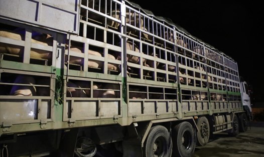 Xe chở lợn nhập khẩu xuất phát từ Cửa khẩu Quốc tế Lao Bảo (Quảng Trị). Ảnh: HT