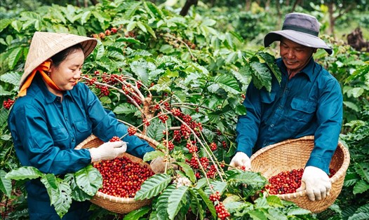 Người nông dân ở Đắk Lắk hối hả thu hoạch trái cà phê đang đến độ chín. Ảnh minh hoạ: T.X