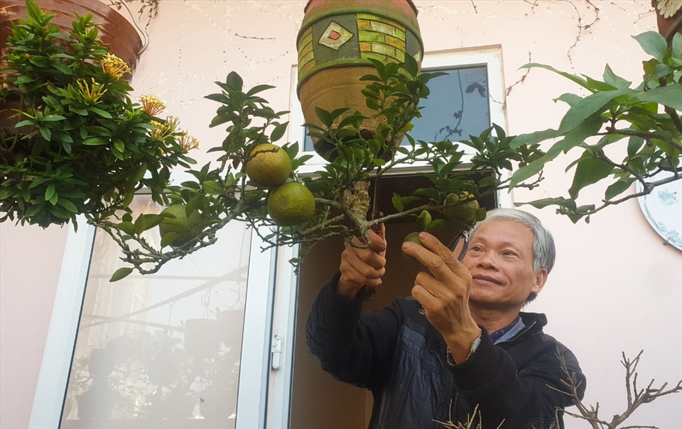 "Dị nhân" bonsai ngược