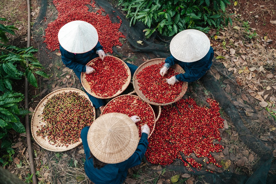 Công nhân lao động ở Đắk Lắk chọn lựa những hạt cà phê chất lượng ngay tại vườn. Rất nhiều du khách khi đến tham quan Đắk Lắk mong muốn trải nghiệm cảm giác kể trên. Ảnh: Bảo Trung