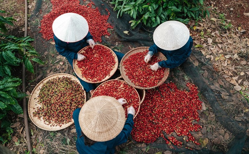 Công nhân lao động ở Đắk Lắk chọn lựa những hạt cà phê chất lượng ngay tại vườn. Rất nhiều du khách khi đến tham quan Đắk Lắk mong muốn trải nghiệm cảm giác kể trên. Ảnh: Bảo Trung