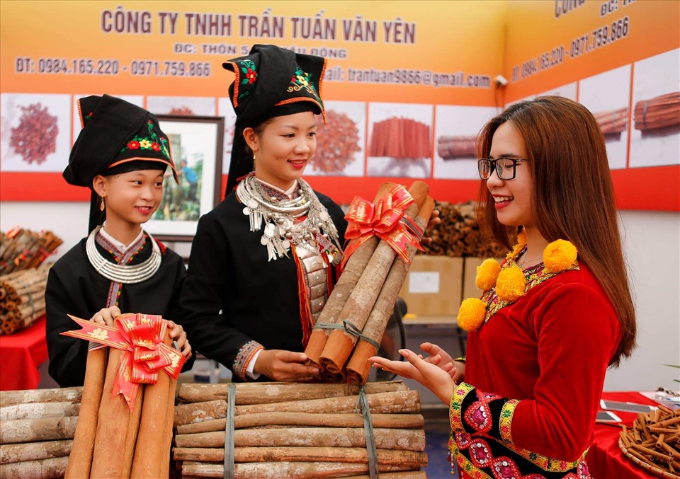 Quế đã trở thành thương hiệu của vùng đất Văn Yên