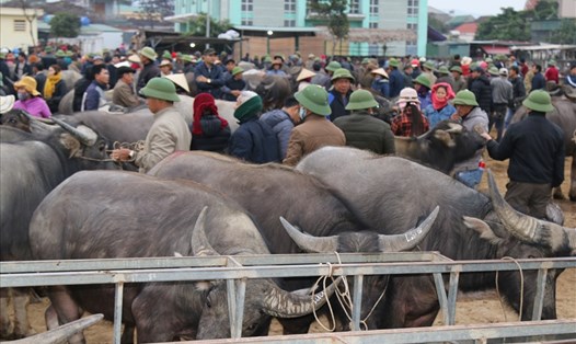Đàn trâu hàng nghìn con được các nông dân đem đến bán tại chợ Ú (xã Đại Sơn-Đô Lương-Nghệ An). Ảnh: Hải Đăng