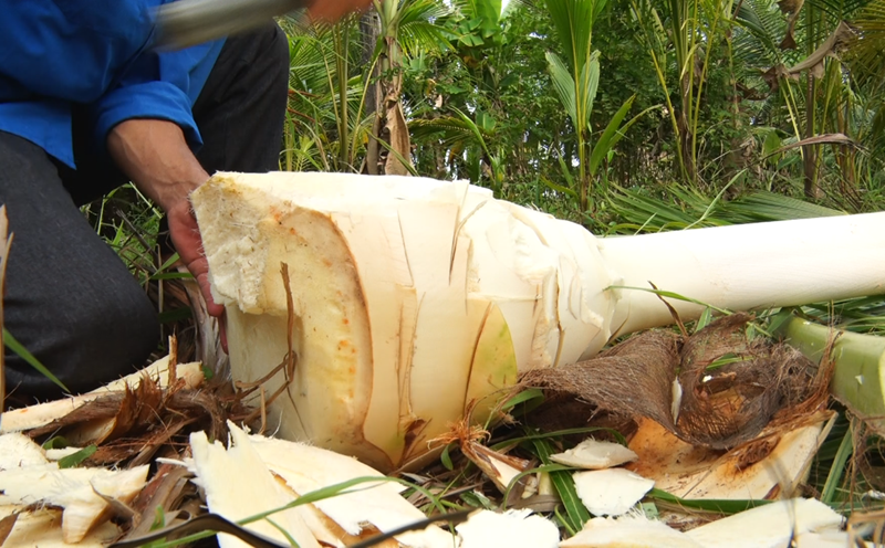 7 lợi ích sức khỏe của củ hủ dừa 7 Lợi Ích Sức Khỏe Của Củ Hủ Dừa