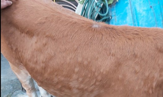 Một trong số gần 1000 con trâu, bò ở Hà Tĩnh mắc bệnh viêm da nổi cục. Ảnh: TT.