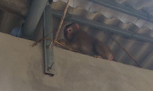 Cá thể khỉ vàng xuất hiện ở nhà người dân huyện Cam Lộ. Ảnh: Người dân cung cấp.