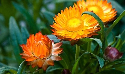 Hoa bất tử khoe sắc trong nắng xuân Đà Lạt