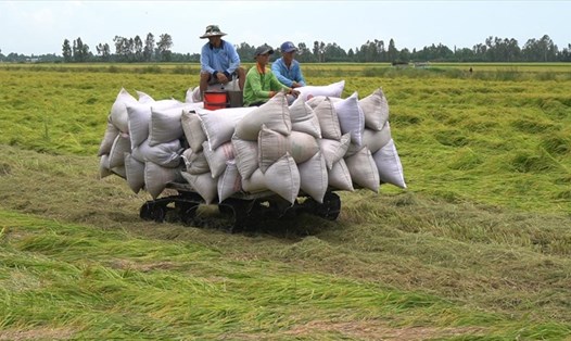 Nông dân huyện Hòn Đất (Kiên Giang) vui mừng thu hoạch lúa đông xuân vừa trúng mùa mà giá lúa lại cao. Ảnh: PV