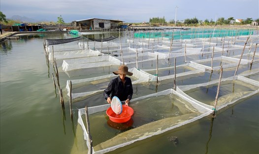 Ao nuôi hải sâm kết hợp với ốc hương tại Khu thực nghiệm của Dự án hợp tác quốc tế giữa Viện Nghiên cứu nuôi trồng thủy sản III và Trung tâm Nghiên cứu Nông nghiệp Quốc tế Úc (ACIAR) tại huyện Vạn Ninh, Khánh Hòa.