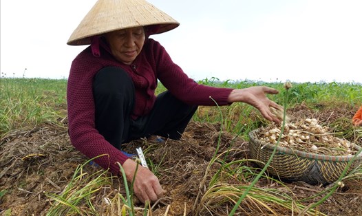 Nông dân trồng hành tăm ở Nghệ An lao đao vì giá hành giảm mạnh. Ảnh: T.T