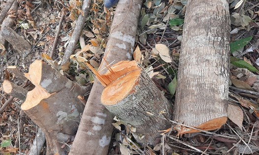 Hơn 7.000 m2 cây gỗ tái sinh bị tàn phá ở tiểu khu 231, xã Suối Tân, huyện Cam Lâm. Ảnh: Linh Đan