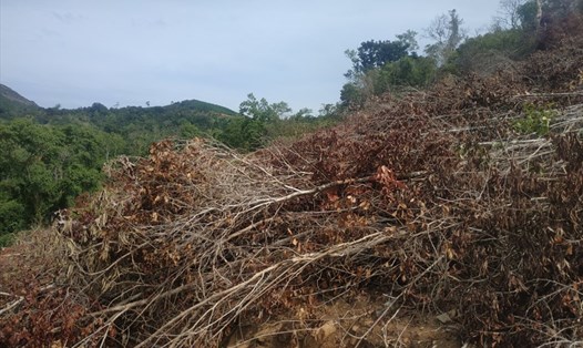 Nan phá rừng ở tiểu khu 231, xã Suối Tân, huyện Cam Lâm, Khánh Hòa. Ảnh: Linh Đan